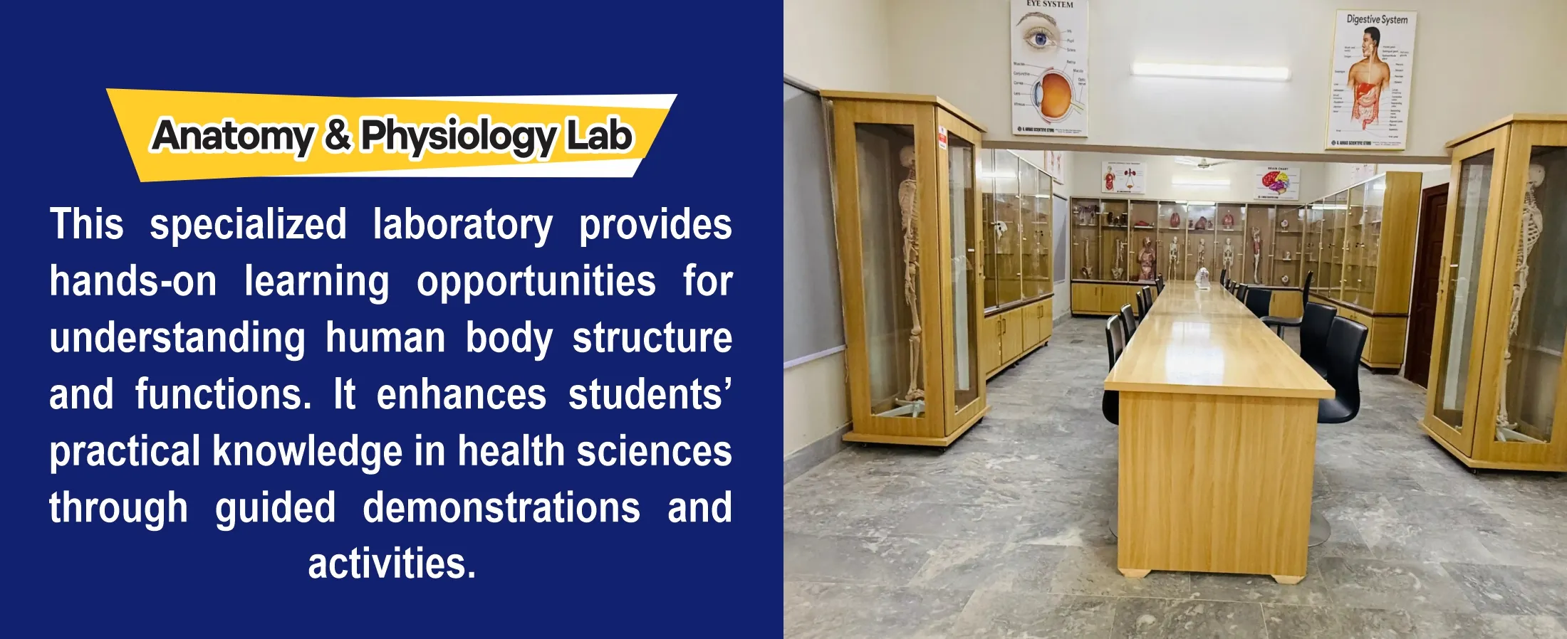 Anatomy & Physiology Lab